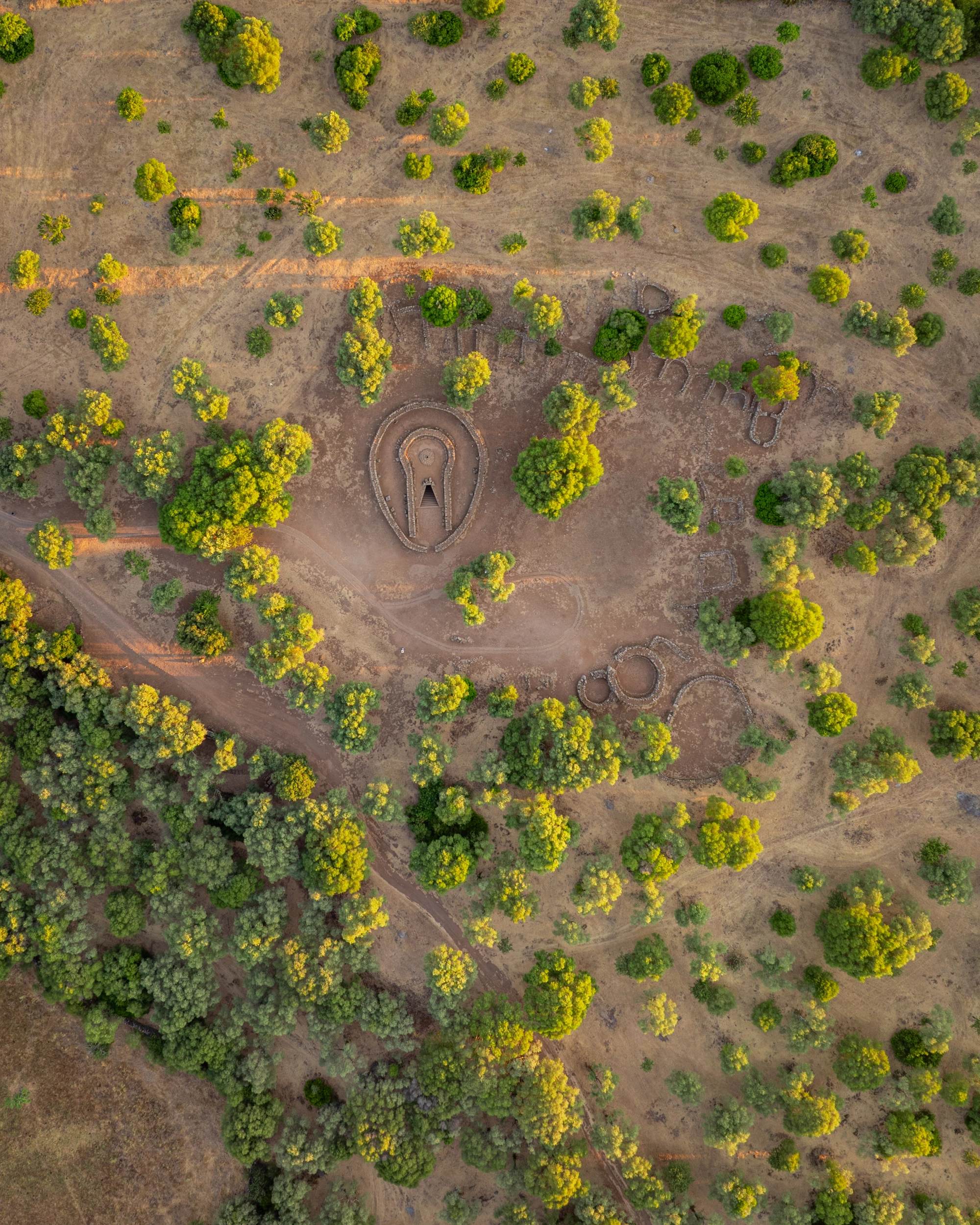 POZZO-SANTA-CRISTINA-Gli-ulivi-nellarea-archeologica